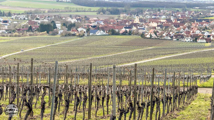 Weinreben - wohin man schaut.