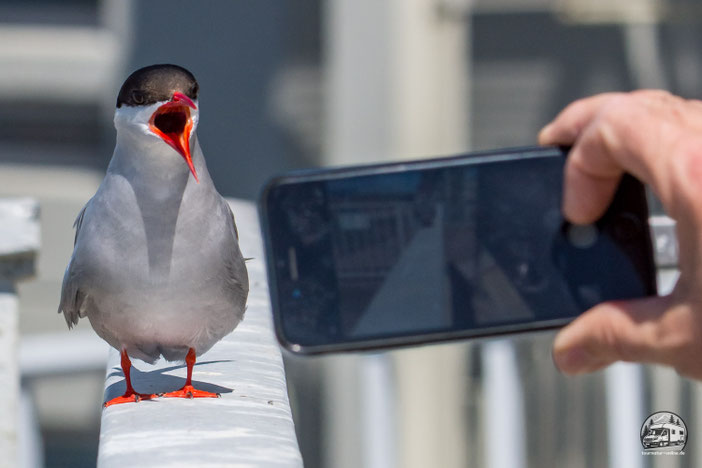 Bessere Fotos mit dem Smartphone, iphone oder Handy