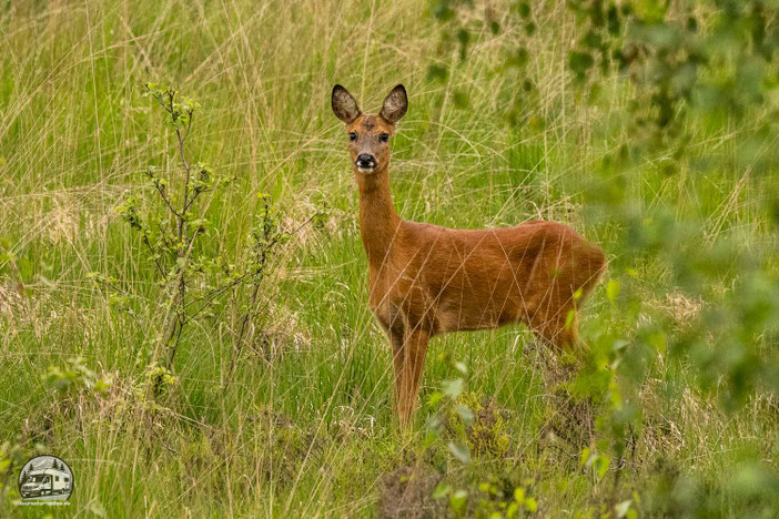Ein Reh im Zwillbroker Venn