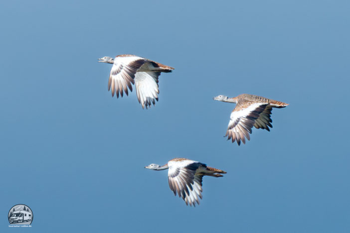 Großtrappen im Flug