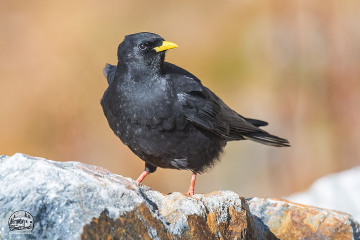 Die Großglockner Hochalpenstraße mit dem Wohnmobil