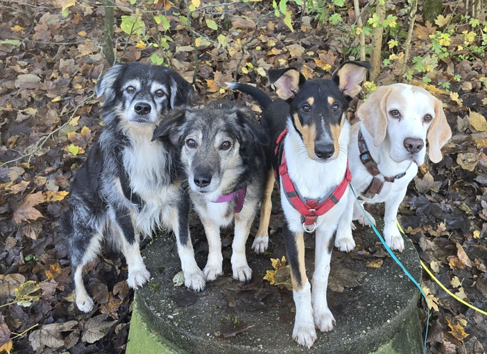 Märchencollies, sozial und rudeltauglich