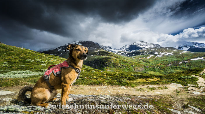 Mit Dem Hund Nach Norwegen Wirsehnunsunterwegss Webseite
