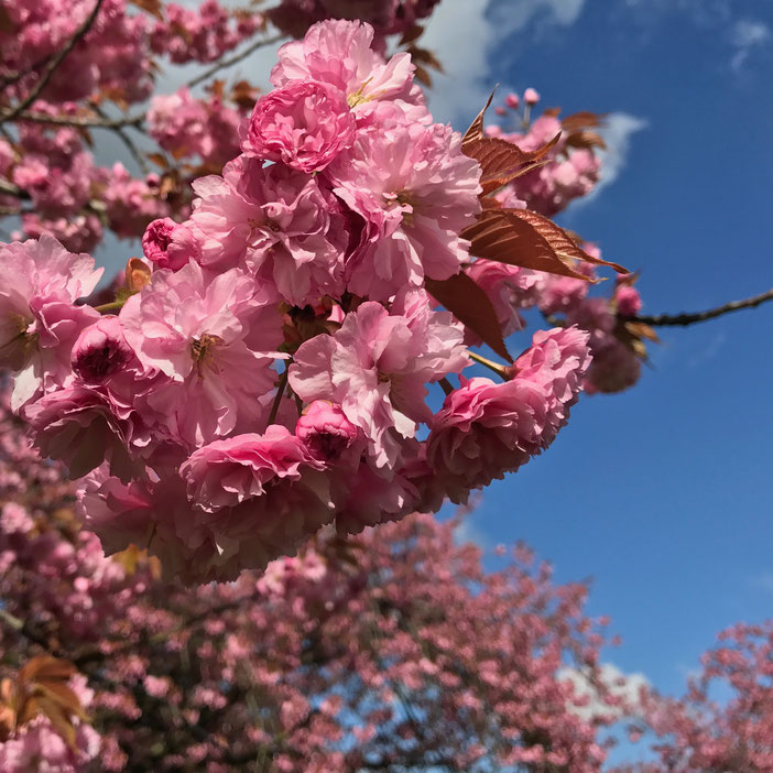 Die Kirschblüte im Lilienthalpark Berlin in Lichterfelde by KamiKatze Nina