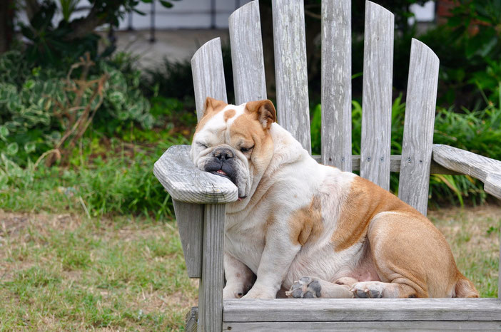 Schlafender Hund