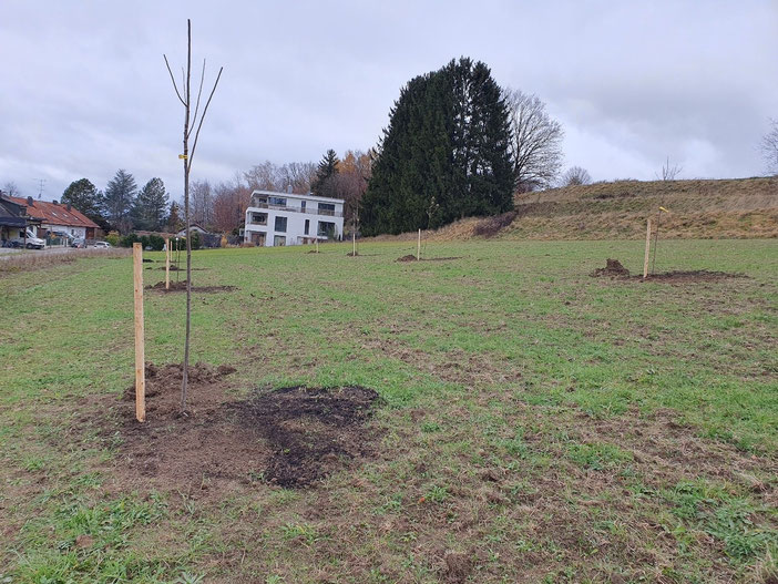 Neue Streuobstwiese am Ölberg in Gilching 