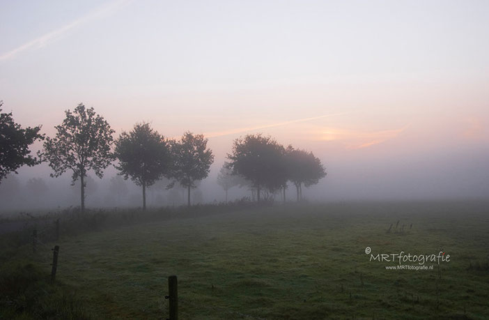 Bomenrij langs weiland in de mist