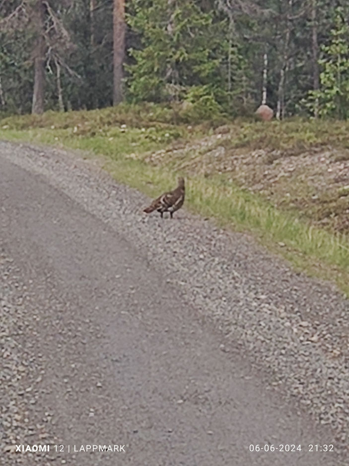Een fjällripa staat ons op te wachten op de weg.
