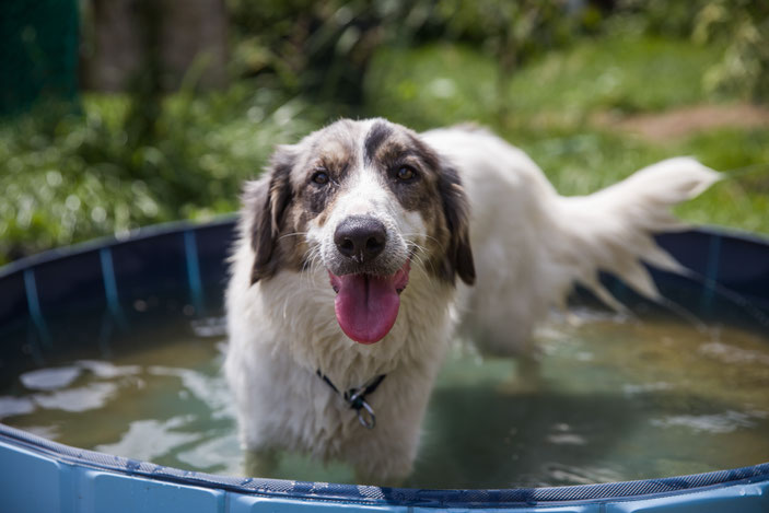 Ida die Aussie-Labrador Dame, wie man sieht eine echte Wasserratte - 3 Jahre alt