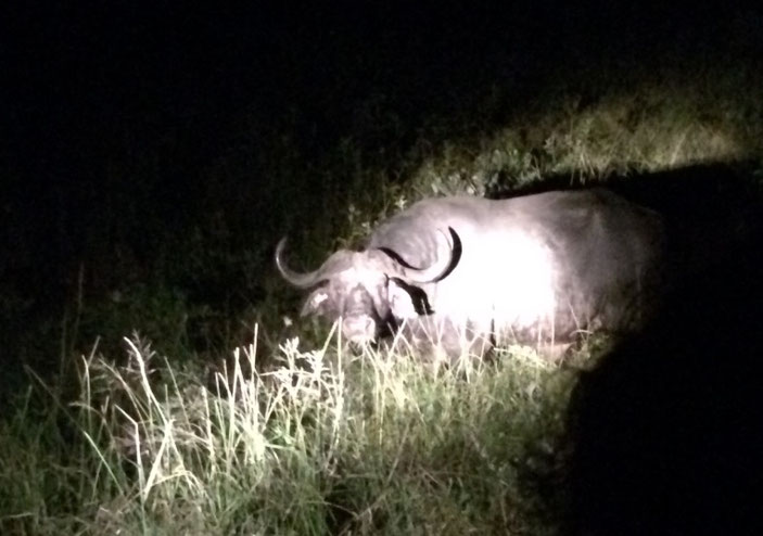 Weltreise Reiseblog Südafrika St. Lucia iSimangaliso Wetland Nationalpark Turtels Night Safari