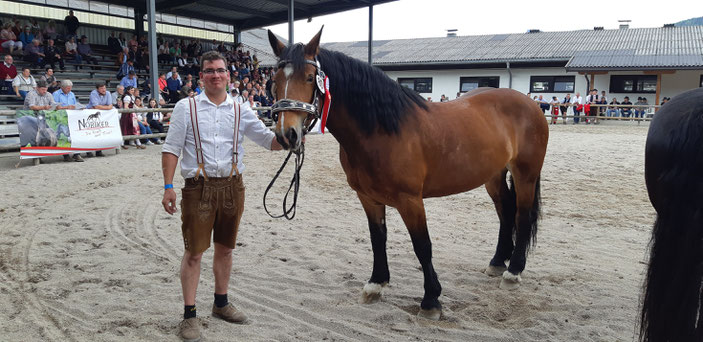 Gesamt Tiroler Noriker Landesschau 2019, Johannes Tiefenthaler mit Stute Odina, 3. Platz Galtstuten