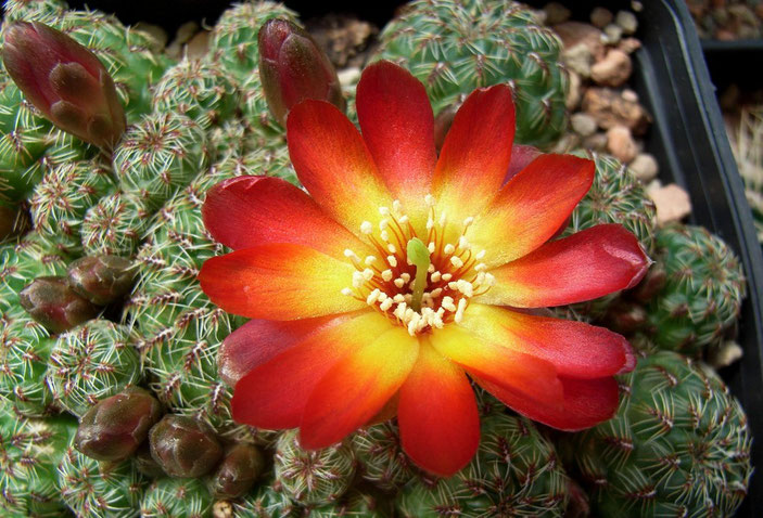 Sulcorebutia tarabucoensis v callecallensis