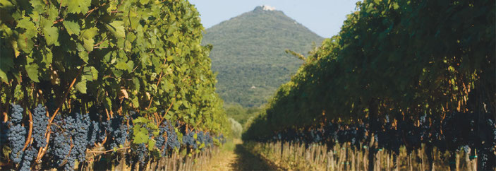 Vini Della Valle 