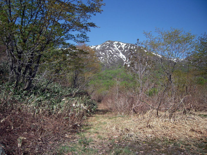 旧和田山牧場から臨む野伏ヶ岳