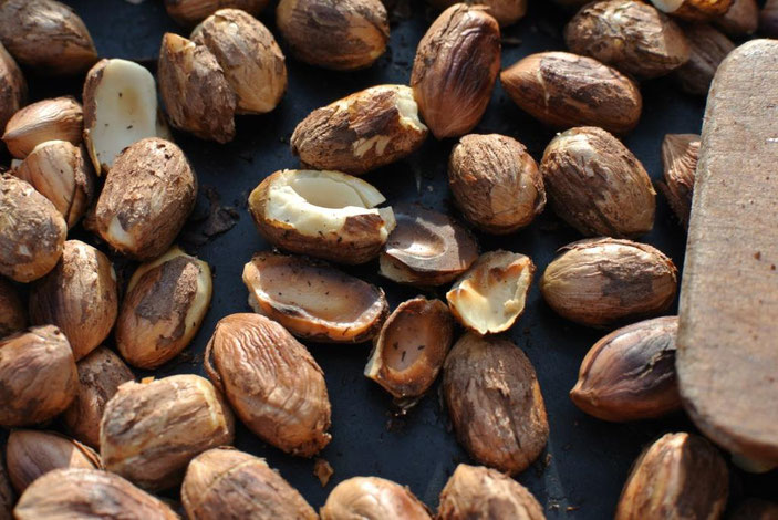 Haselnüsse aus dem eigenen Garten: Schokocreme