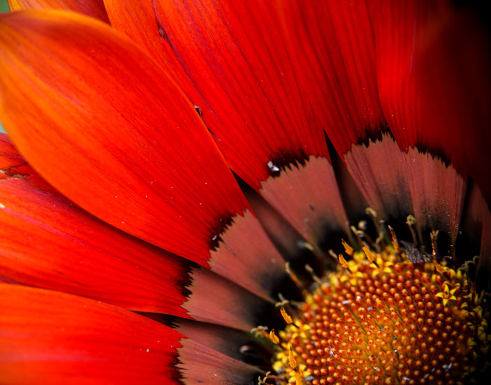 CanonEOS5Dmk2 CanonFD100mmF4macro+FD50 iso500 100mm f4 1/320 photo : toshimasa