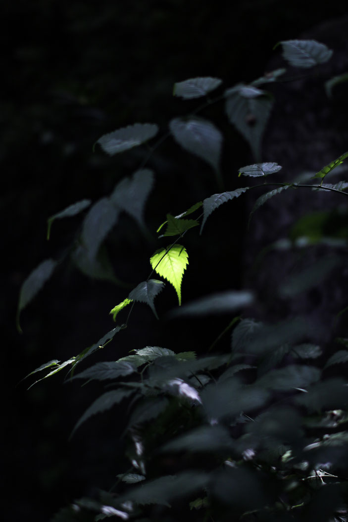 丈山苑 CanonEOS8000D Sigma50mmF1.4 photo:toshimasa