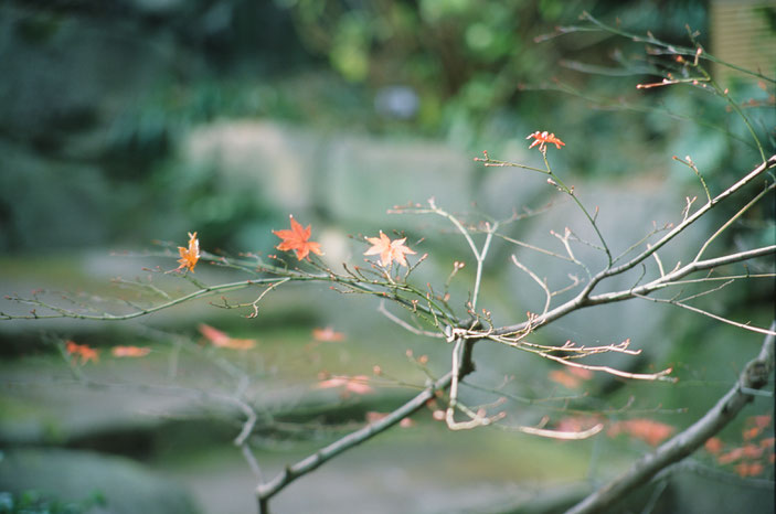 CanonF-1N FD35-105mmF3.5 FUJIFILM PROVIA 100F iso100 105mm f3.5 1/60 photo : toshimasa