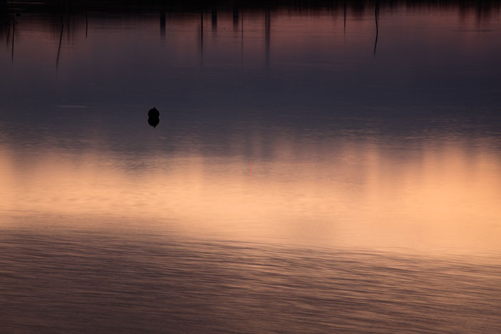 油ヶ淵 CanonEOS5Dmk2 CanonEF70-300mmF4-5.6L photo:toshimasa