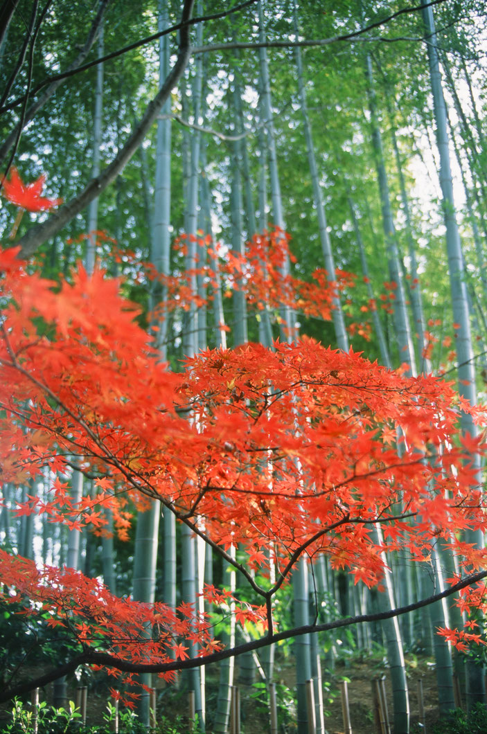 CanonF-1N FD35-105mmF3.5 FUJIFILM PROVIA 100F iso100 35mm f3.5 1/60 photo : toshimasa