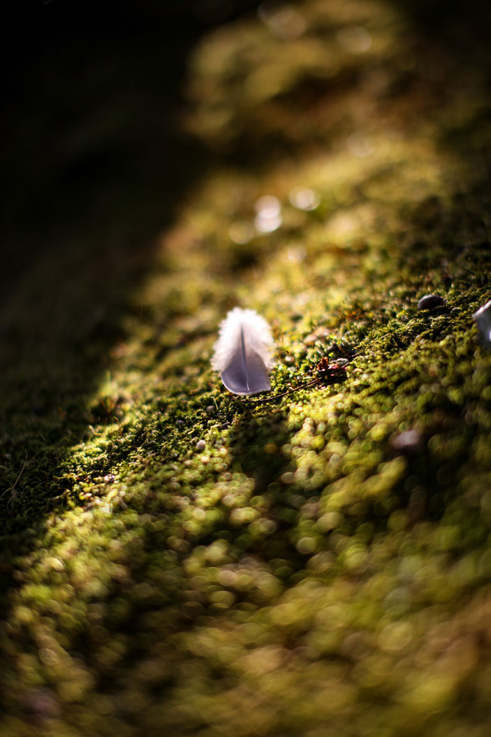 丈山苑 CanonEOS5Dmk2 Sigma50mmF1.4 photo:toshimasa