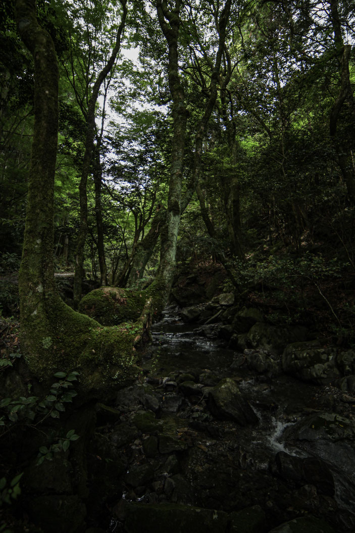 くらがり渓谷 CanonEOS5Dmk2 SAMYANG14mmF2.8 photo : toshimasa