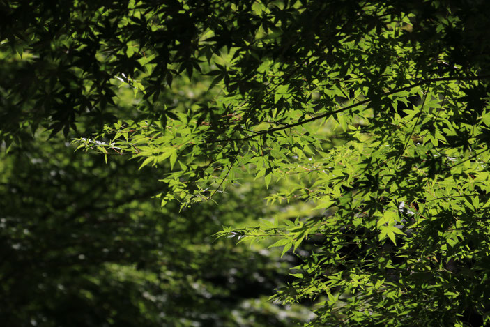 鶴舞公園 CanonEOS8000D CanonEF70-300mmF4-5.6L photo : toshimasa