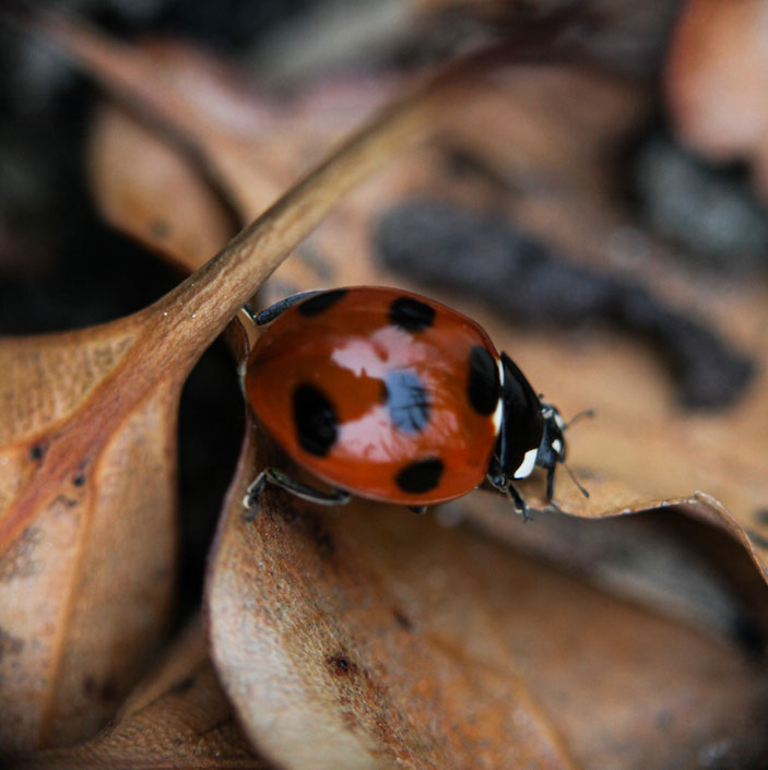 CanonEOS5Dmk2 CanonFD100mmF4macro+FD50 iso500 100mm f4 1/320 photo : toshimasa