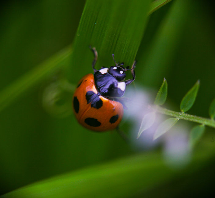 CanonEOS5Dmk2 CanonFD100mmF4macro+FD50 iso320 100mm f4 1/320 photo : toshimasa