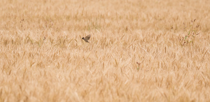 デンパーク周辺 CanonEOS8000D CanonEF70-300mmF4-5.6L photo:toshimasa