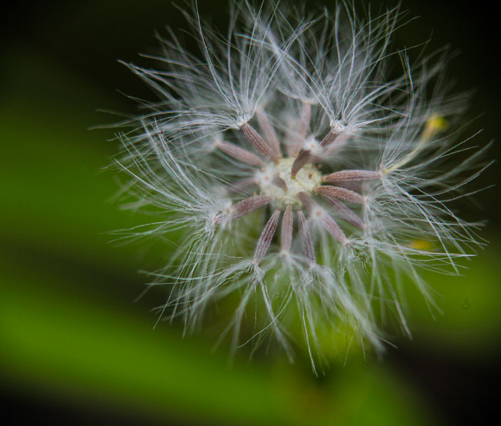 CanonEOS5Dmk2 CanonFD100mmF4macro+FD50 iso500 100mm f4 1/320 photo : toshimasa