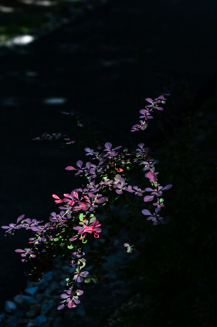 丈山苑 CanonEOS8000D CanonEF70-300mmF4-5.6L photo:toshimasa