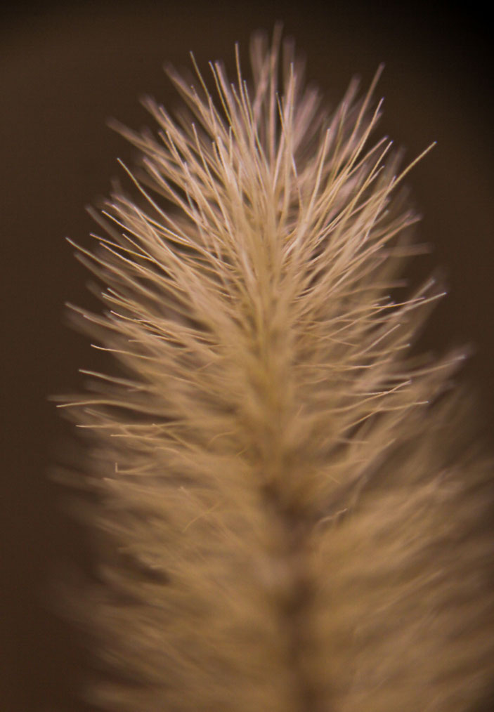 CanonEOS5Dmk2 CanonFD100mmF4macro+FD50 iso250 100mm f4 1/640 photo : toshimasa