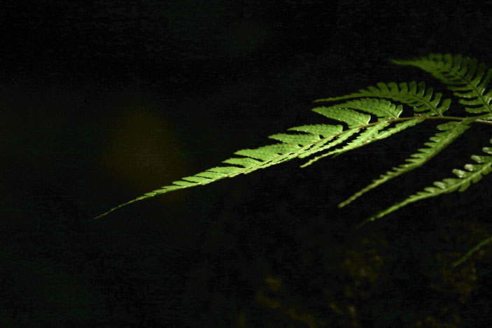 丈山苑 CanonEOS8000D CanonEF70-300mmF4-5.6L photo:toshimasa