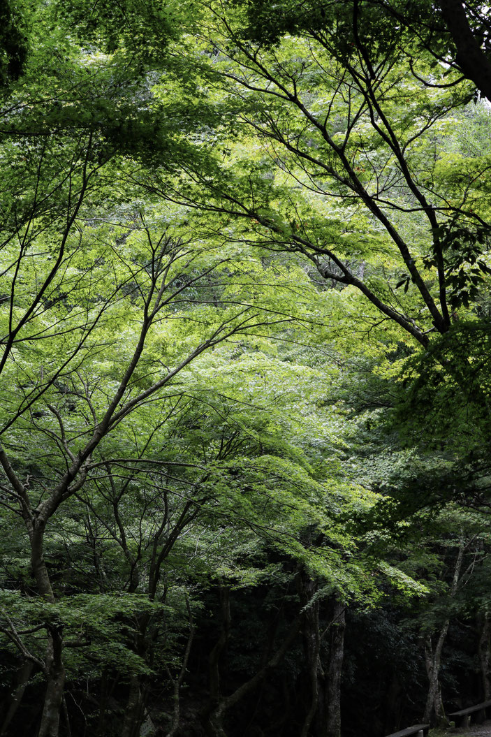 くらがり渓谷 CanonEOS8000D CanonEF70-300F4-5.6LISUSM photo:toshimasa