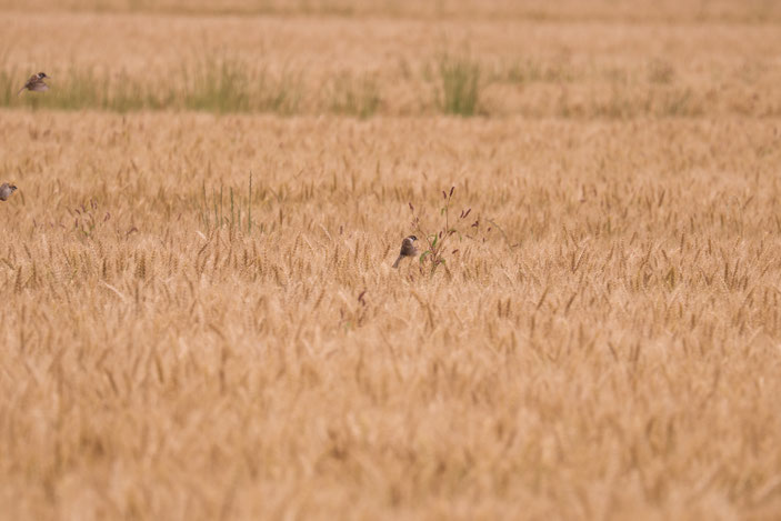デンパーク周辺 CanonEOS8000D CanonEF70-300mmF4-5.6L photo:toshimasa