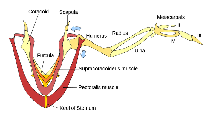 https://upload.wikimedia.org/wikipedia/commons/0/02/Wing_Muscles%2C_color.svg