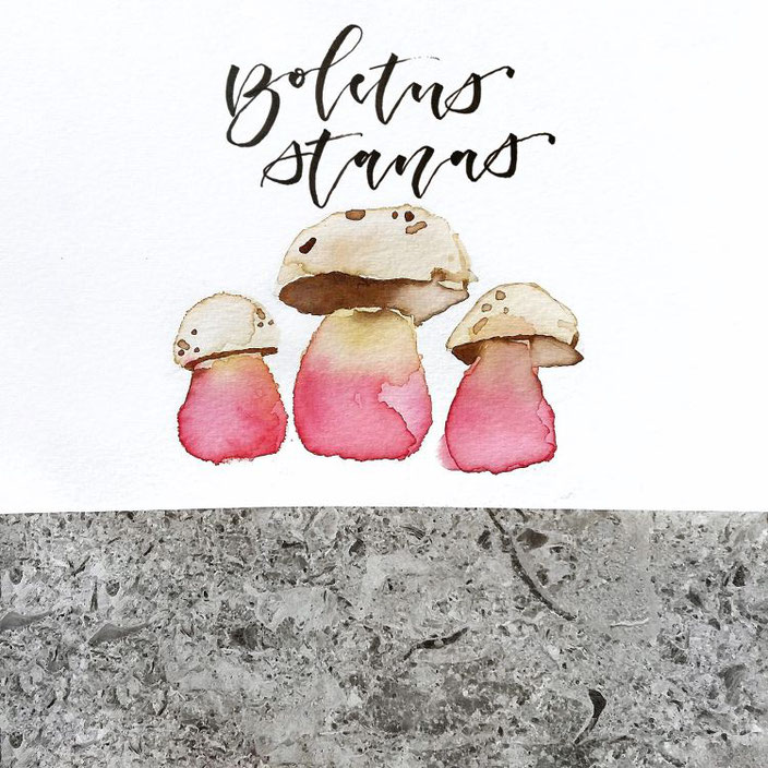 Handlettering mit Aquarell: Pilze Boletus stanas - lisa_pisa_lettering für die Letter Lovers