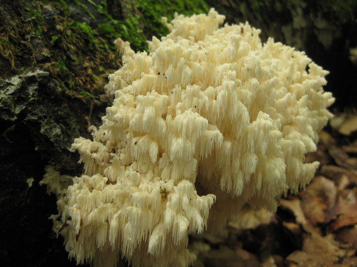 Hericium coralloides (Ästiger Stachelbart), 2021 an Buchen-Totholz in der Wöllmisse, 1. offizieller Fund in Jena seit 1940
