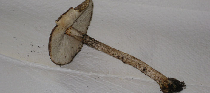 Lepiota hystrix (Kegelschuppiger Stachel-Schirmling), gefunden am 18.08.17 Kalkbuchenwald Nähe Sommerlinde, Jena