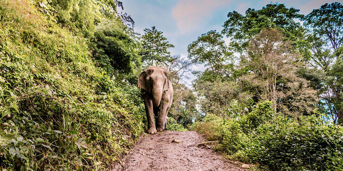 Visit Elephant Nature Park