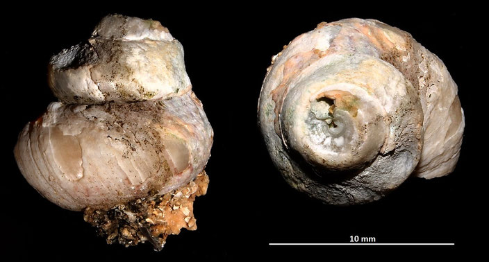 Gibbula divaricata f. strangulata, Sant'Agostino (Civitavecchia, RM)