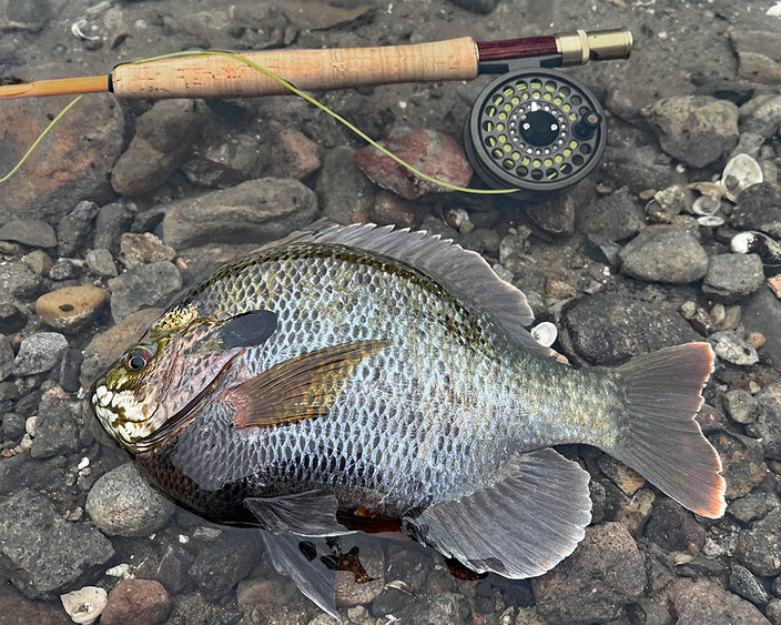 13 inch bluegill caught fly fishing from a local San Diego area lake.