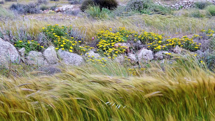 Blumenwiese, Gras im Wind