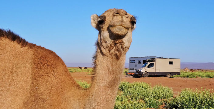 Kamel und Wohnmobil in der Wüste