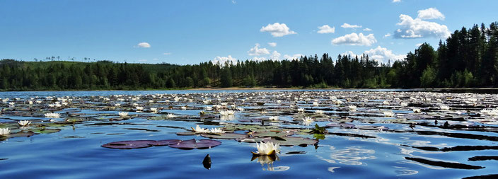 Seerosen, weiße Teichrose, Schweden, Älden See