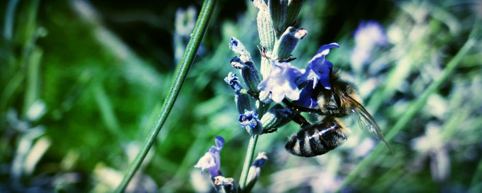 Umweltfreundliche Vorsätze für unser Zuhause - Bienenfreundliche Pflanzen - Lavendel - fair4world