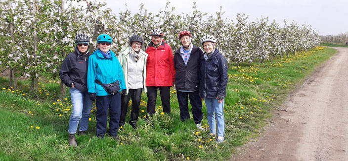Apfelblüte im Alten Land: Da geht der ATSC-Radelgruppe das Herz auf. 