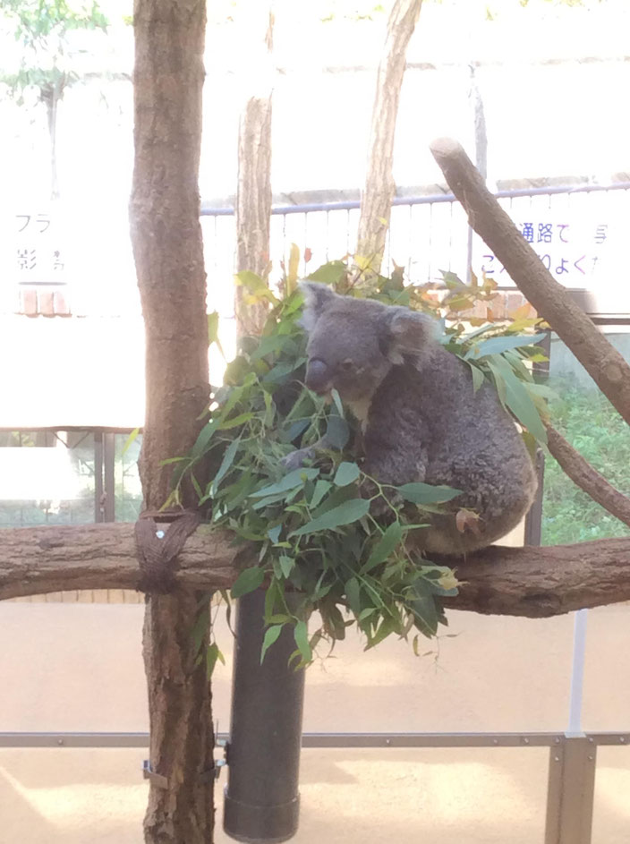 京都市動物園 コアラ