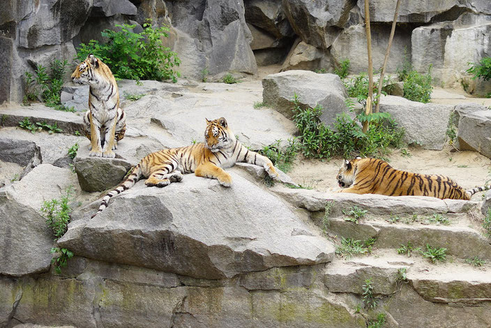 Berlintipp: Besuch im Tierpark (Zoo)